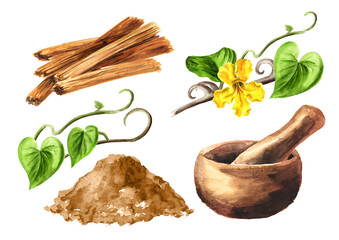 Cats claw or Uncaria tomentosa bark, branch and mortar set. Watercolor hand drawn illustration isolated on white background