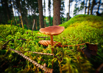 mushroom in the forest