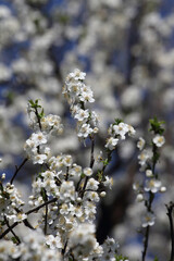 Fruit tree blossoms. Spring beginning background. Bokeh.