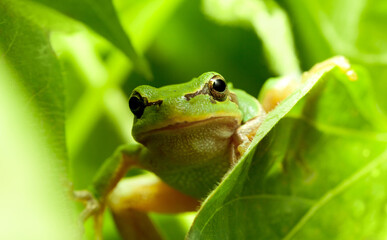Green frog curious look