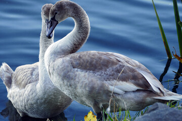 Two young mute swans pose on the shore of a blue lake, a young swan swims in the water