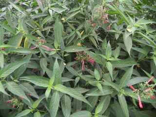 These  are many pictures about flowers and street art.