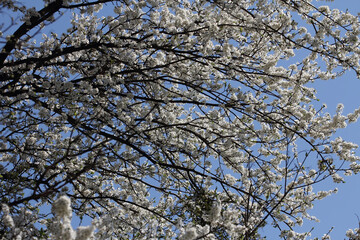 Fruit tree blossoms. Spring beginning background. Bokeh.