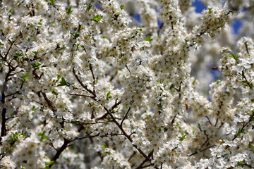 Fruit tree blossoms. Spring beginning background. Bokeh.