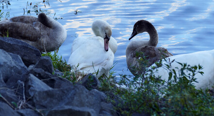 Fototapeta premium Four mute swans sit together at the shore of a blue lake, two adult white swans with two grey younger mute swans