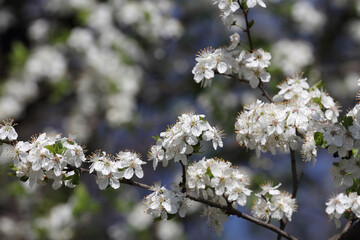 Obraz premium Fruit tree blossoms. Spring beginning background. Bokeh.