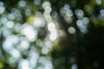 新緑・アウトフォーカス
