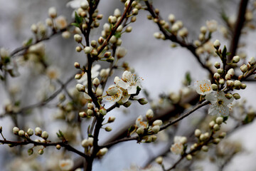 Fruit tree blossoms. Spring beginning background. Bokeh.