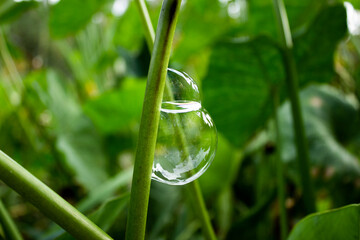 bubbles on a green grass
