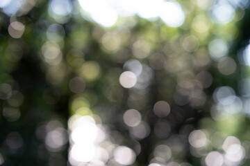 Obraz premium 新緑・アウトフォーカス 