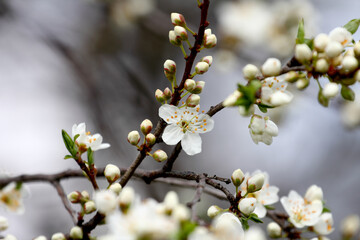 Fruit tree blossoms. Spring beginning background. Bokeh.