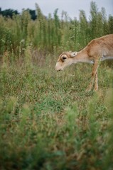 deer in the woods