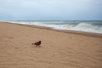 Pigeons walk along the seashore. Beach. Sea. Waves.