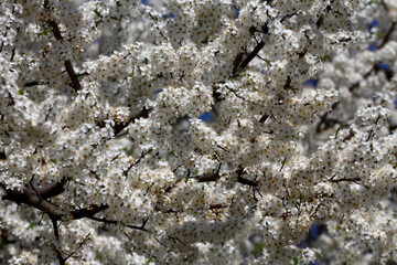 Fruit tree blossoms. Spring beginning background. Bokeh.
