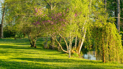 Fototapeta premium Magnificent Judas tree flowers, by the lake at the end of the spring day 