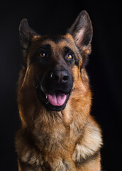 dogs smiling close up
