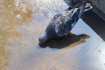 Grey, urban pigeon drinks from a puddle on the pavement.