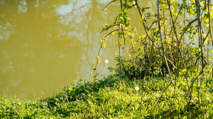 White dandelion flower, under the drooping branches of a mulberry tree, by the lake	