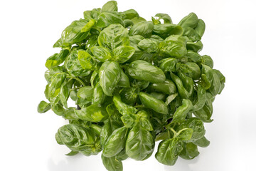 basil from genoa in a bunch of fresh tender green leaves isolated on the white