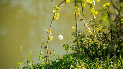 White dandelion flower, under the drooping branches of a mulberry tree, by the lake	