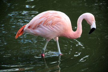A close up of a Flamingo