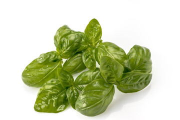 basil from Genoa with fresh green glossy leaves isolated on white background