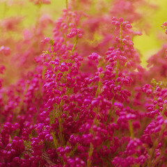 Heidekraut Heide Erika Hintergrund quadratisch