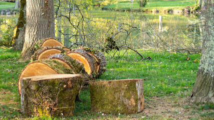 Wind-blown tree cut into large chunks	