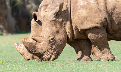 Obraz premium rhino couple eating green grass