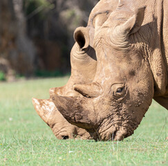 Fototapeta premium rhino couple eating green grass