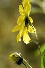 Obraz premium yellow flower