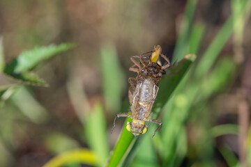 Dragonfly birth,dragofly new life