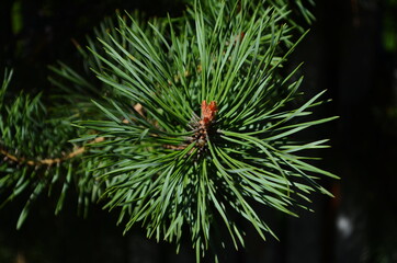 Fir tree brunch close up. Shallow focus. Fluffy fir tree brunch close up. Christmas wallpaper concept.