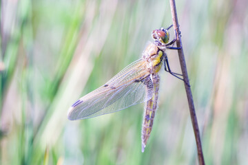 Dragonfly Close-up,Macro 