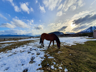 horse in the snow