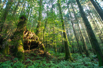 腐敗した屋久杉株
