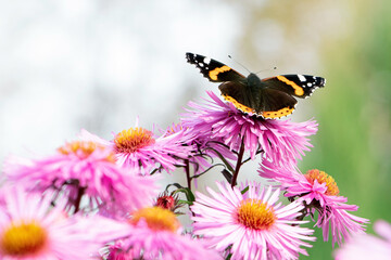 A butterfly on flowers. Purple aster. A flower of aster. Flower in garden. Autumn flowers