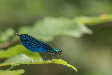 Dragonfly Close-up,Macro 