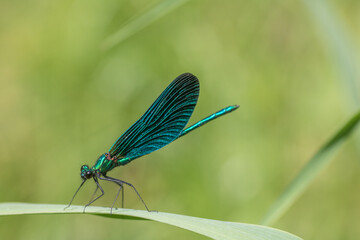 Dragonfly Close-up,Macro 