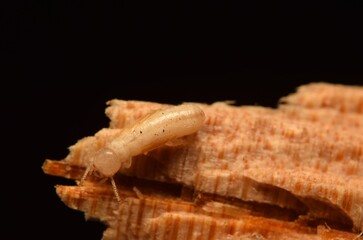 dry wood termites crawling on the wood, macro close up termites on black background.