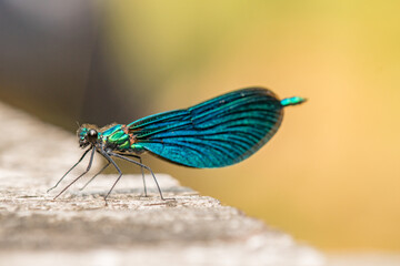 Dragonfly Close-up,Macro 