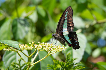 Common bluebottle butterfly perches on flowers in the bush.