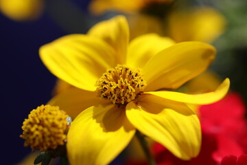 yellow flower macro