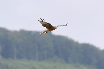 Milan fliegend (Milvus milvus)