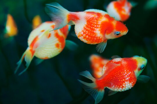 ピンポンパール」の写真素材 | 332件の無料イラスト画像 | Adobe Stock