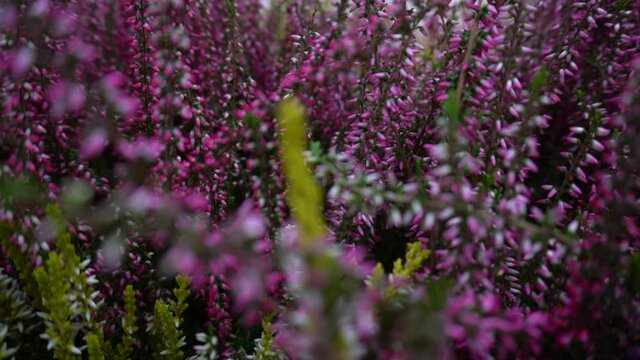 heather plant with flowers of different colors close-up. the frame moves nicely and smoothly. servant slow motion