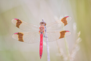 Dragonfly Close-up,Macro 