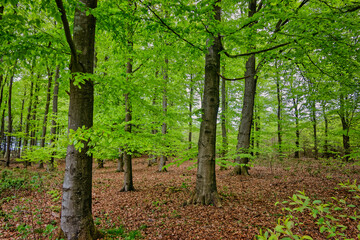 Fototapeta premium Beech trees plantation reforestation in Tirslund, Denmark