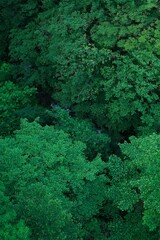 森林イメージ３