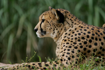 cheetah 